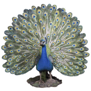 Peacock Sculpture Large 20"